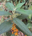 Semínka Debregeasia longifolia 20 ks asijský keř s drobnými červenými plody a dlouhými zubatými listy pro sběratele exotik 2