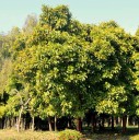 Semínka Dillenia indica 10 ks tropický strom s velkými žlutými plody a nápadnými žilnatými listy pro pěstování v interiéru i sklenících 2