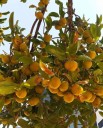 Semínka Dillenia indica 10 ks tropický strom s velkými žlutými plody a nápadnými žilnatými listy pro pěstování v interiéru i sklenících 3