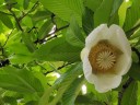 Semínka Dillenia indica 10 ks tropický strom s velkými žlutými plody a nápadnými žilnatými listy pro pěstování v interiéru i sklenících 4