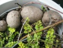 Semínka Dioscorea bulbifera 5 ks tropická popínavka s hnědými vzdušnými hlízkami pro pěstování v interiéru i ve sklenících 2