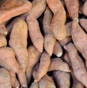 Semínka Dioscorea hamiltonii 5 ks tropická popínavá rostlina se zelenými listy pro pěstování v interiéru a okrasné zimní zahradě 1