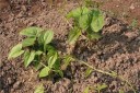 Semínka Dioscorea hamiltonii 5 ks tropická popínavá rostlina se zelenými listy pro pěstování v interiéru a okrasné zimní zahradě 2