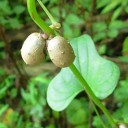 Semínka Dioscorea oppositifolia 10 ks asijská popínavka se světle hnědými hlízkami pro pěstování v interiéru a zimní zahradě 1