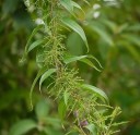 Semínka Dioscorea oppositifolia 10 ks asijská popínavka se světle hnědými hlízkami pro pěstování v interiéru a zimní zahradě 2