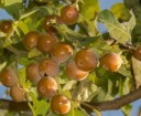 Semínka Diospyros melanoxylon 10 ks asijský strom s oranžovými plody a tmavým dřevem pro pěstování v interiéru a sklenících 2