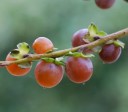 Semínka Diospyros melanoxylon 10 ks asijský strom s oranžovými plody a tmavým dřevem pro pěstování v interiéru a sklenících 3