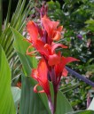 Semínka dosny indické Canna indica 10 ks vytrvalá tropická rostlina s červeno-oranžovými květy pro výsev a okrasné pěstování v zahradě 2