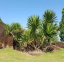 Semínka Dracaena cochinchinensis 5 ks tropický strom dračinec se zelenými mečovitými listy pro pěstování v interiéru a sklenících 1