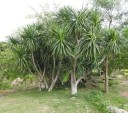 Semínka Dracaena cochinchinensis 5 ks tropický strom dračinec se zelenými mečovitými listy pro pěstování v interiéru a sklenících 2