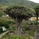 Semínka dračinec rumělkový Dracaena draco 30 ks vzácná stromovitá rostlina s mečovitými listy pro pěstování v interiéru i v nádobách 2