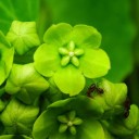 Semínka Dregea volubilis 10 ks tropická popínavka s drobnými zelenými hvězdicovitými květy pro pěstování v interiéru a sklenících 2