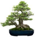 Semínka dřeviny Wrightia religiosa Water Jasmine 10 ks Tropická dřevina s vonnými bílými květy Na bonsai i do nádoby na terasu 1