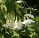 Semínka dřeviny Wrightia religiosa Water Jasmine 10 ks Tropická dřevina s vonnými bílými květy Na bonsai i do nádoby na terasu 2