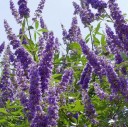 Semínka drmku Vitex agnus-castus 50 ks Opadavý keř s modrofialovými květy a aromatickými listy Na zahradu i pro včely a do nádoby 1