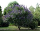 Semínka drmku Vitex agnus-castus 50 ks Opadavý keř s modrofialovými květy a aromatickými listy Na zahradu i pro včely a do nádoby 2