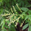 Semínka drmku Vitex negundo 100 ks Opadavý aromatický keř s bílomodrými květy a dlanitými listy Na zahradu i pro včely a do nádoby 1