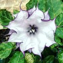 Semínka durman indický Datura metel Purple 10 ks ozdobná letnička s fialovými trumpetovitými květy pro letní zahradní výsadbu 1