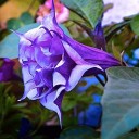 Semínka durman indický Datura metel Purple 10 ks ozdobná letnička s fialovými trumpetovitými květy pro letní zahradní výsadbu 3