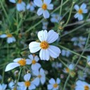 Semínka dvouzubce chlupatého Bidens pilosa 50 ks rychle rostoucí jednoletá bylina s drobnými bílo-žlutými květy pro výsev na zahradě 2