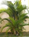 Semínka Dypsis lutescens 5 ks oblíbená areka palma s jemnými zelenými peřenými listy pro pěstování v interiéru a zimní zahradě 2