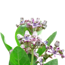 Semínka fialové kalotropie obrovské Calotropis gigantea 5 ks tropický keř s nápadnými hvězdicovitými květy pro výsev a okrasné pěstování 1