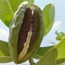Semínka fialové kalotropie obrovské Calotropis gigantea 5 ks tropický keř s nápadnými hvězdicovitými květy pro výsev a okrasné pěstování 3