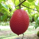 Semínka gacu Momordica cochinchinensis 3 ks Popínavá rostlina s ostnitými červenooranžovými plody a sytě červenou dužinou 2