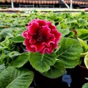Semínka gloxínie Sinningia speciosa 50 ks Pokojová rostlina s velkými sametovými plnokvětými květy Na pěstování i do interiéru 2