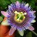 Semínka granadilly Passiflora ligularis 20 ks Popínavá liána s oranžovými jedlými plody sladké chuti Do skleníku i na opěru 2