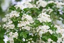 Semínka hloh jednosemenný Crataegus monogyna 5 ks léčivá dřevina s bílými květy a červenými plody pro výsadbu živých plotů 4