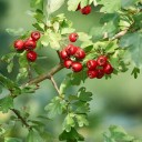 Semínka hloh peřenoklaný Crataegus pinnatifida 20 ks neobvyklá ovocná dřevina z Asie s červenými velkoplodými malvicemi pro malé sady 2