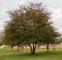Semínka hloh peřenoklaný Crataegus pinnatifida 20 ks neobvyklá ovocná dřevina z Asie s červenými velkoplodými malvicemi pro malé sady 4