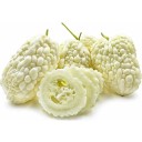 Semínka hořké okurky Momordica charantia White 10 ks Popínavá zelenina s bílými hrbolatými plody Na pergoly opory i do skleníku 3
