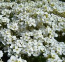Semínka huseníku Arabis caucasica Snowfix, 50 ks, hustě kvetoucí skalnička s bílými květy, výsadba na skalky a obrubníky 1