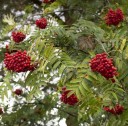 Semínka jeřábu Sorbus aucuparia Rowan 30 ks Opadavý strom s oranžově červenými plody v hroznech Na zahradu i do volné krajiny 2