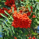 Semínka jeřábu Sorbus aucuparia Rowan 30 ks Opadavý strom s oranžově červenými plody v hroznech Na zahradu i do volné krajiny 3