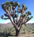 Semínka juky Yucca brevifolia Joshua Tree 5 ks Suchomilná dřevina s tuhými zelenými listy Na pěstování i do nádoby na terasu 2