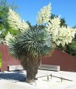 Semínka juky Yucca rostrata 20 ks Suchomilná dřevina s modrošedými listy v kulovité růžici Na zahradu i do nádoby na terasu 2