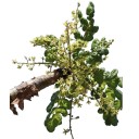 Semínka kadidlovníku pilovitého Boswellia serrata 5 ks vzácný indický strom s aromatickou pryskyřicí pro výsev a domácí pěstování 1
