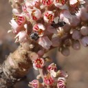 Semínka kadidlovníku pilovitého Boswellia serrata 5 ks vzácný indický strom s aromatickou pryskyřicí pro výsev a domácí pěstování 2