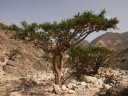 Semínka kadidlovníku pilovitého Boswellia serrata 5 ks vzácný indický strom s aromatickou pryskyřicí pro výsev a domácí pěstování 3