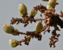 Semínka kadidlovníku pilovitého Boswellia serrata 5 ks vzácný indický strom s aromatickou pryskyřicí pro výsev a domácí pěstování 4