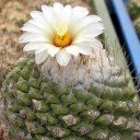Semínka kaktusu Strombocactus disciformis jarmilae 10 ks sukulent s bílými květy pro pěstování doma i ve sbírce kaktusů dekorace 2