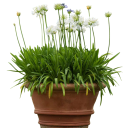 Semínka kalokvětu Agapanthus praecox subsp. orientalis, 10 ks, vytrvalka s bílými kulovitými květy a páskovitými listy, výsadba do nádob 1