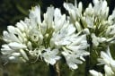 Semínka kalokvětu Agapanthus praecox subsp. orientalis, 10 ks, vytrvalka s bílými kulovitými květy a páskovitými listy, výsadba do nádob 2