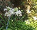 Semínka kalokvětu Agapanthus praecox subsp. orientalis, 10 ks, vytrvalka s bílými kulovitými květy a páskovitými listy, výsadba do nádob 3