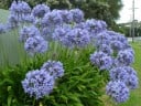 Semínka kalokvětu Agapanthus praecox subsp. praecox, 20 ks, vytrvalka s modrofialovými kulovitými květy, výsadba pro zahradu a terasu 3