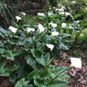 Semínka kaly Zantedeschia aethiopica 10 ks Trvalka s velkými bílými nálevkovitými květy Na záhon i k vodě a do nádoby na terasu 3
