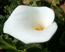 Semínka kaly Zantedeschia aethiopica 100 ks Trvalka s velkými bílými nálevkovitými květy Na záhon i k vodě a do nádoby na terasu 2